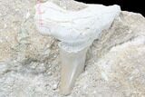 Otodus Shark Tooth Fossil In Rock - Eocene #87015-1